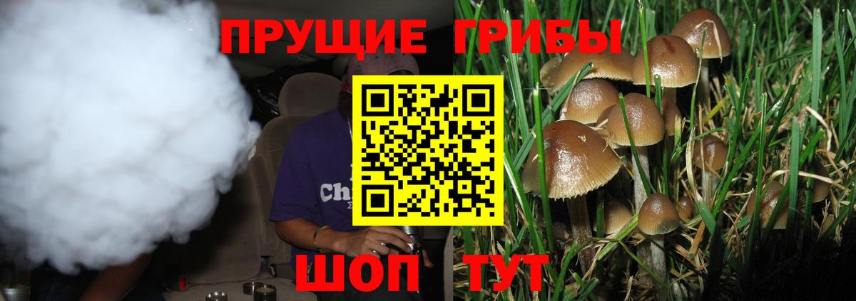 Псилоцибиновые грибы Psilocybine cubensis Верхний Уфалей